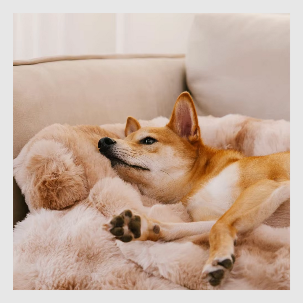 CozyGuard™ : Confort pour votre chien, protection pour vos meubles