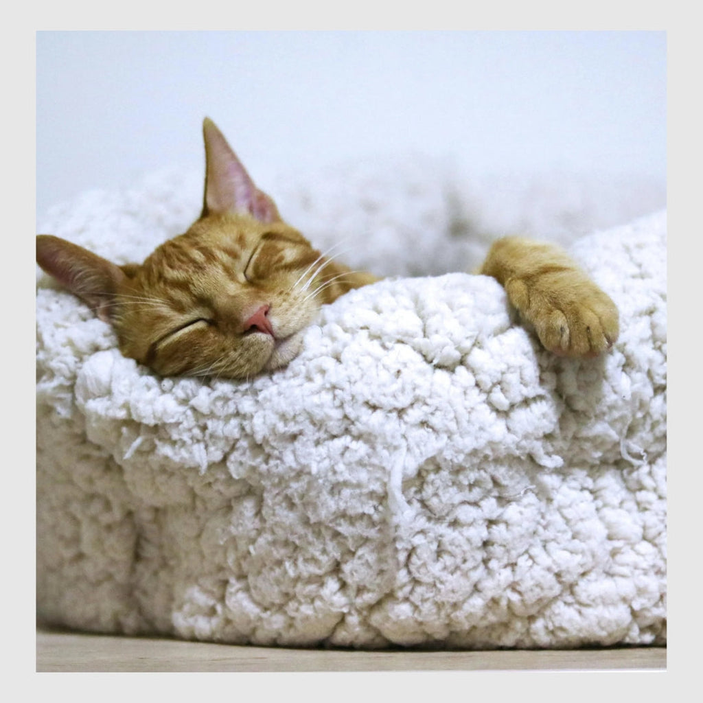 Griffinet™-Jouet de nettoyage des dents à l'herbe à chat