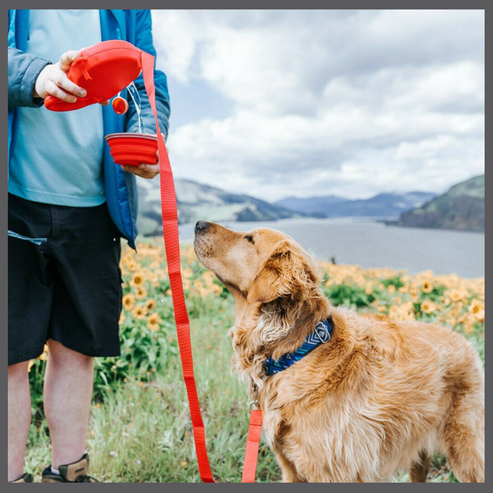 LeashPro™ – La Laisse Hydratante Multifonction pour Chien