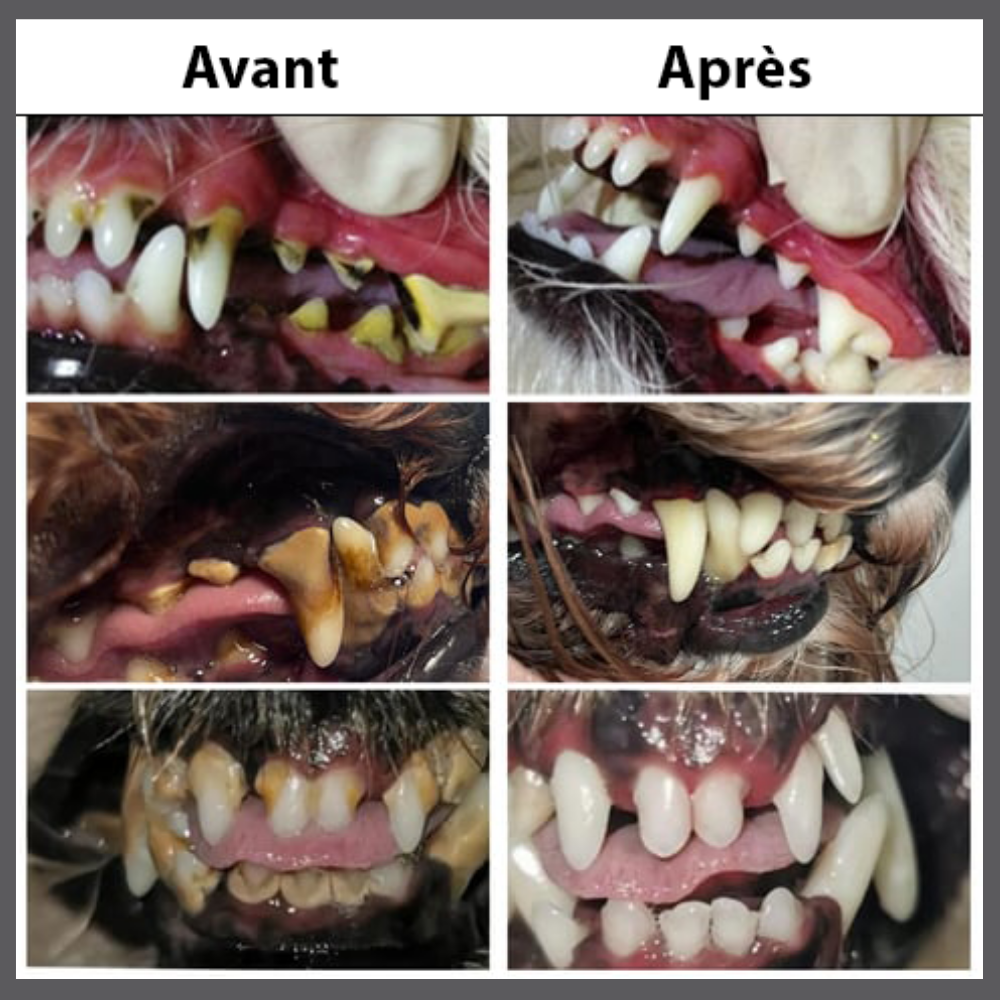 Gel d’Hygiène Buccale pour Chiens et Chats