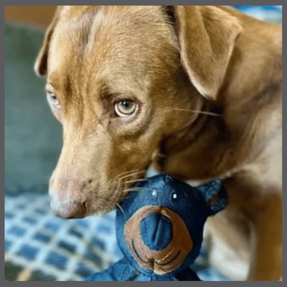 Durapeluche™ – L’Ours Solide et Doux à la Fois