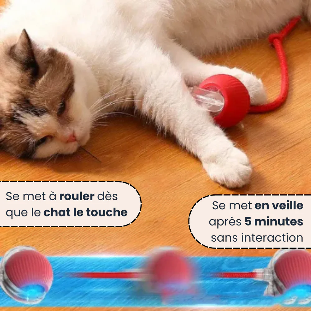PawQuest –Jouet Interactif pour Chats